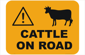 Cattle on road